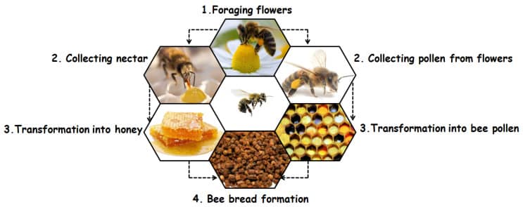 فرایند تولید نان زنبور