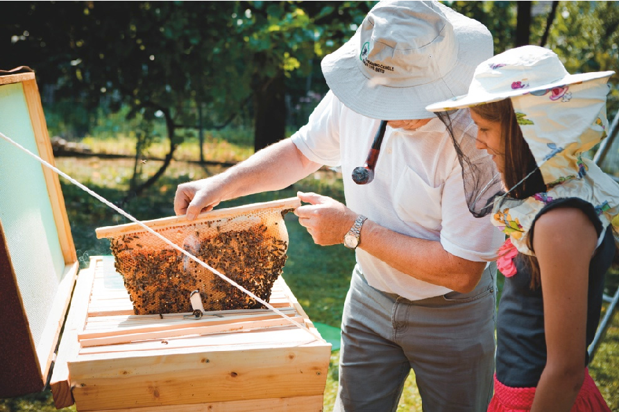 ریشه ها و توسعه زنبور درمانی (آپی تراپی) و گردشگری زنبور عسل (آپی توریسم)